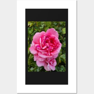 gift, for birthday happy birthday beautiful, flower Posters and Art